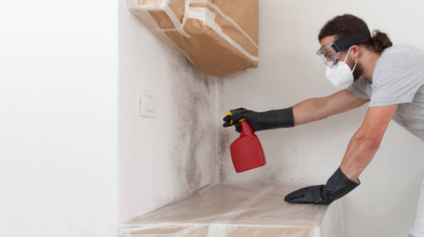 Professional Basement Mold Removal technician working in Opa-locka, FL